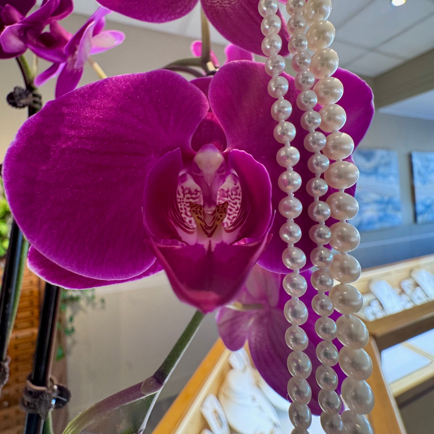 Freshwater Pearl Necklace