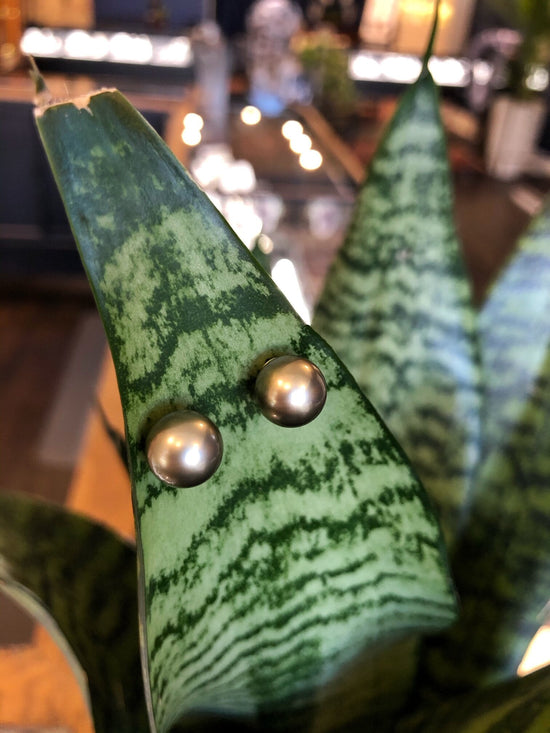 Photo of Zoma Color Olive Tahitian Pearl Studs in a decorative scene, designed by , available at Plumb Gold & Plumb Silver